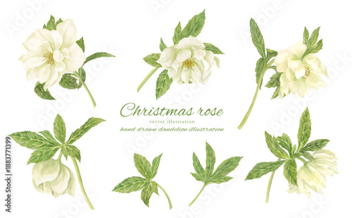 水彩で描いた白いクリスマスローズのイラスト