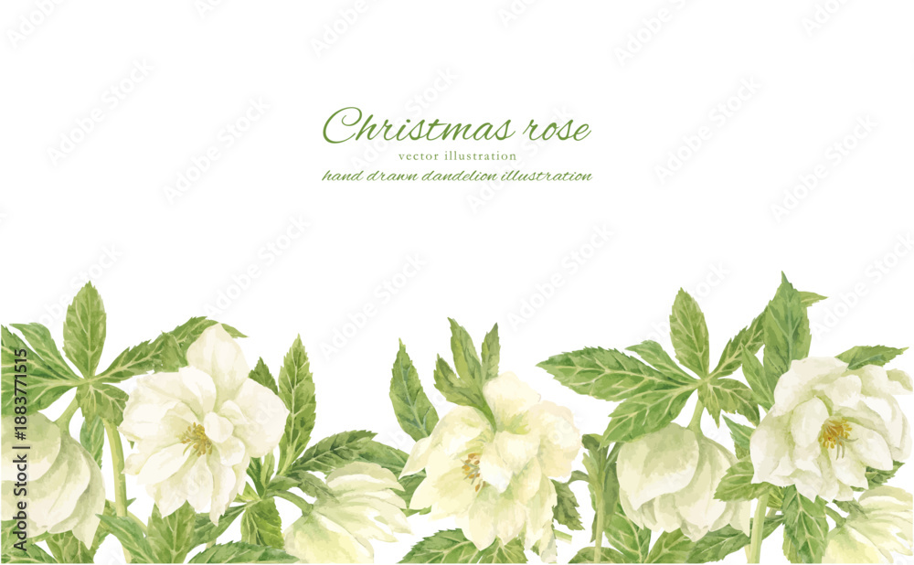 Obraz premium 水彩で描いた白いクリスマスローズのイラスト
