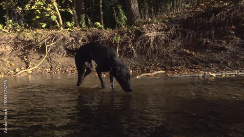 A black dog playing with a stick in a sunny creek with exposed roots on the riverbank walks past the camera.