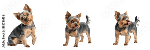 Photos Yorkshire Terrier Dog Isolated on White Background, Yorkie Studio Shot, Terrier Yorkshire, यॉर्कशायर टेरियर, Small Toy Breed Cutout, Long Haired Pet, Purebred Puppy, Cute Lap Dog Portrait