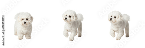 Foto Bichon Frise Dog Isolated on White Background, Bichon à Poil Frisé, बिचोन फ्राइज़, White Fluffy Dog Studio Portrait, Purebred Toy Breed Cutout, Small Curly Haired Pet, Puppy Image