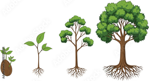 Tree growth stages from seed to mature plant illustration, green leaves and roots development cycle, nature ecology concept, botanical lifecycle diagram isolated on white background