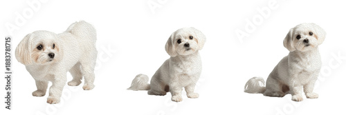 Tableau sur toile Maltese Dog Isolated on White Background, Maltese Studio Shot, Bichon Maltais, माल्टीज़ कुत्ता, White Toy Breed Cutout, Purebred Long Haired Pet, Cute Puppy Portrait, Silky White Canine