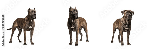 Bild auf Leinwand Cane Corso Dog Isolated on White Background, Italian Mastiff Studio Portrait, Cane Corso Italiano, केन कोर्सो, Large Purebred Guard Dog Cutout, Athletic Muscular Canine, Powerful Pet Standing