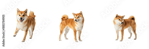 Obraz na plátně Shiba Inu Dog Isolated on White Background, Japanese Shiba Studio Shot, Shiba Inu, 柴犬, शीबा इनु, Purebred Spitz Cutout, Small Athletic Red Canine, Alert Standing Dog, Puppy Portrait