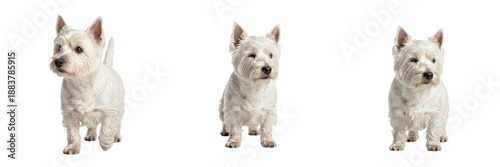 Fotografía West Highland White Terrier Dog Isolated on White Background, Westie Studio Portrait, Terrier Blanc des Highlands, वेस्ट हाइलैंड व्हाइट टेरियर, Small White Purebred Cutout, Puppy