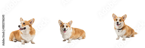 Fotografie Pembroke Welsh Corgi Isolated on White Background, Tailless Corgi Studio Portrait, पेमब्रोक वेल्श कॉर्गी, Purebred Small Herding Dog Cutout, Red and White Fox Like Canine, Standing Pet Image