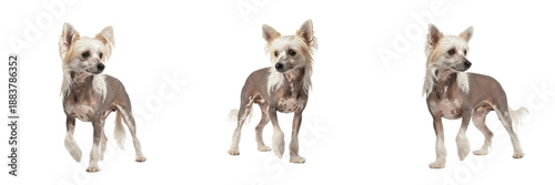 Canvastavla Chinese Crested Dog Isolated on White Background, Hairless Dog Studio Shot, Zhōngguó Guànmáojiǎn, 中国冠毛犬, चाइनीज क्रेस्टेड, Purebred Toy Breed Cutout, Exotic Pet Portrait, Unique Canine
