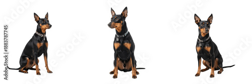 Slika na platnu Manchester Terrier Dog Isolated on White Background, English Toy Terrier Studio Portrait, मैनचेस्टर टेरियर, Purebred Black and Tan Cutout, Sleek Athletic Terrier, Standing Small Breed Pet