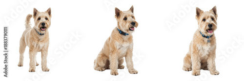 Cuadro en lienzo Soft Coated Wheaten Terrier Isolated on White Background, Wheaten Studio Shot, सॉफ्ट कोटेड व्हीटन टेरियर, Purebred Irish Terrier Cutout, Wavy Silky Wheaten Coated Canine, Standing Happy Pet Image