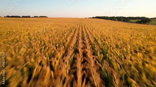 Aerial view over golden crop fields extending to horizon under a clear sky