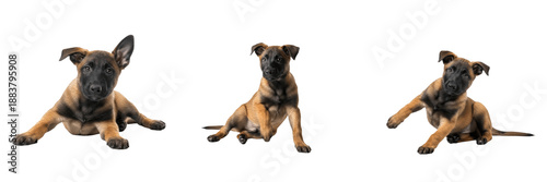 Tablou pe pânză Belgian Malinois Puppy Isolated on White Background, बेल्जियम मालिनोइस, Intelligent Working Breed, Purebred Short Haired Young Canine, Standing Alert Baby Pet Portrait