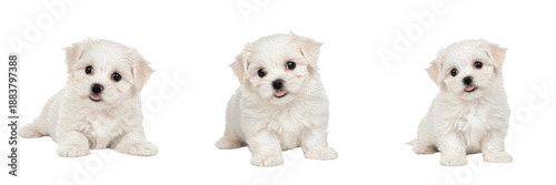 Foto Maltese Puppy Isolated on White Background, माल्टीज़, Ye Ancient Dogge of Malta,