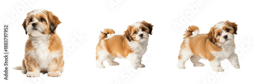 Cuadro en lienzo Lhasa Apso Puppy Isolated on White Background, ལྷ་སའི་ཨ་གསོ།, Long Haired Tibetan Breed, Purebred Bearded Young Canine, Small Standing Baby Pet Portrait