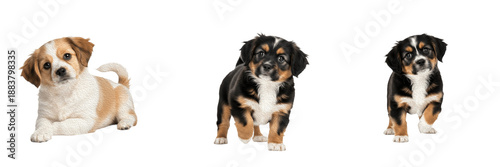 Konstfotografi Tibetan Spaniel Puppy Isolated on White Background, བོད་ཁྱི་ཟེར་བ།, Simbi Dog, Purebred Small Silky Young Canine, Standing Baby Pet Portrait