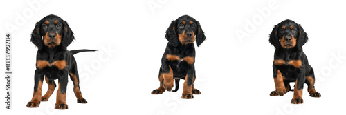 Gordon Setter Puppy Isolated on White Background, Black and Tan Setter, Purebred Heavy-Set Young Canine, Standing Baby Pet Portrait, Silky Fur