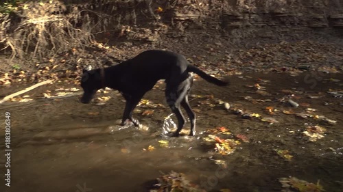 A big black dog plays with rocks in a shallow sunny stream with colourful leaves during the fall.