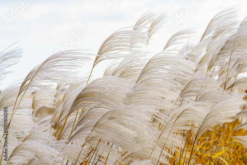 Reed flowers floating in the wind