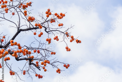 Fotografia The branches are laden with red persimmons