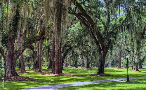 Sunny daytime view of a small asphalt path going past a broad grassy lawn, dotted with multiple large trees covered in long tendrils of Spanish moss
