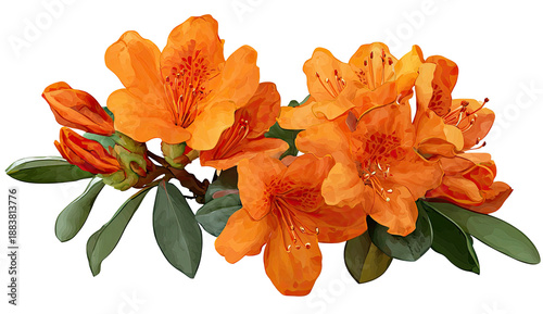 Vibrant cluster of orange flowers with green leaves and buds, isolated on black
