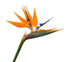 Vibrant bird of paradise flower with orange petals and green stem isolated on transparent background