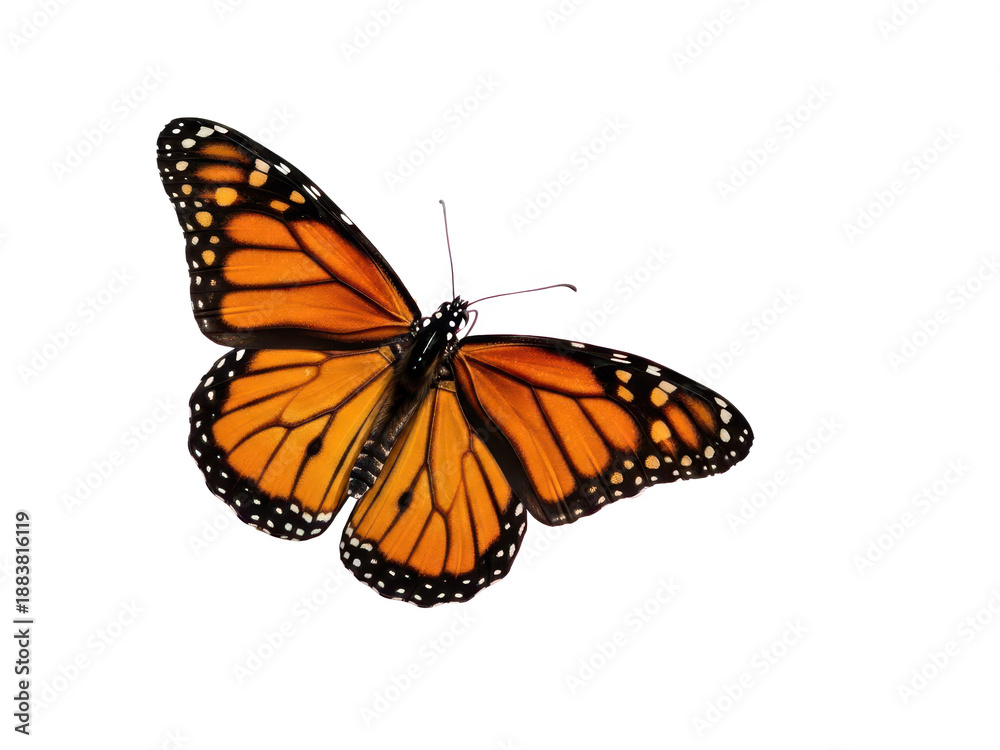 Obraz premium Vibrant monarch butterfly with open wings isolated on transparent background
