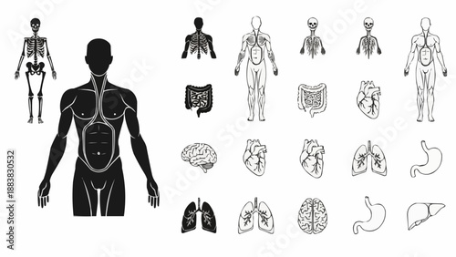 Human Anatomy Medical Illustration Collection of Organs and Skeleton.