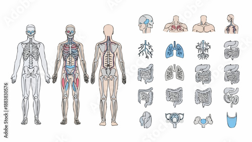 Human Anatomy Medical Illustration of Skeletal Muscular and Organ Systems.