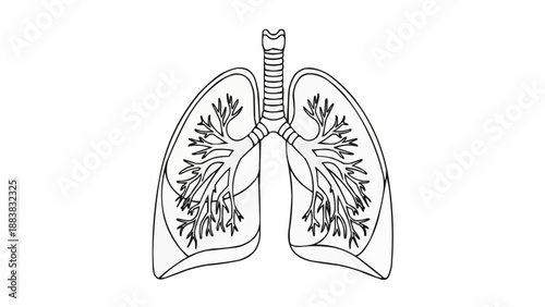 Human Lungs Anatomical Illustration Medical Science.