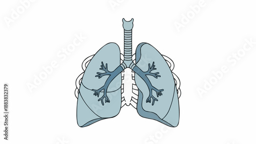 Human Lungs Anatomy Illustration Medical Science.