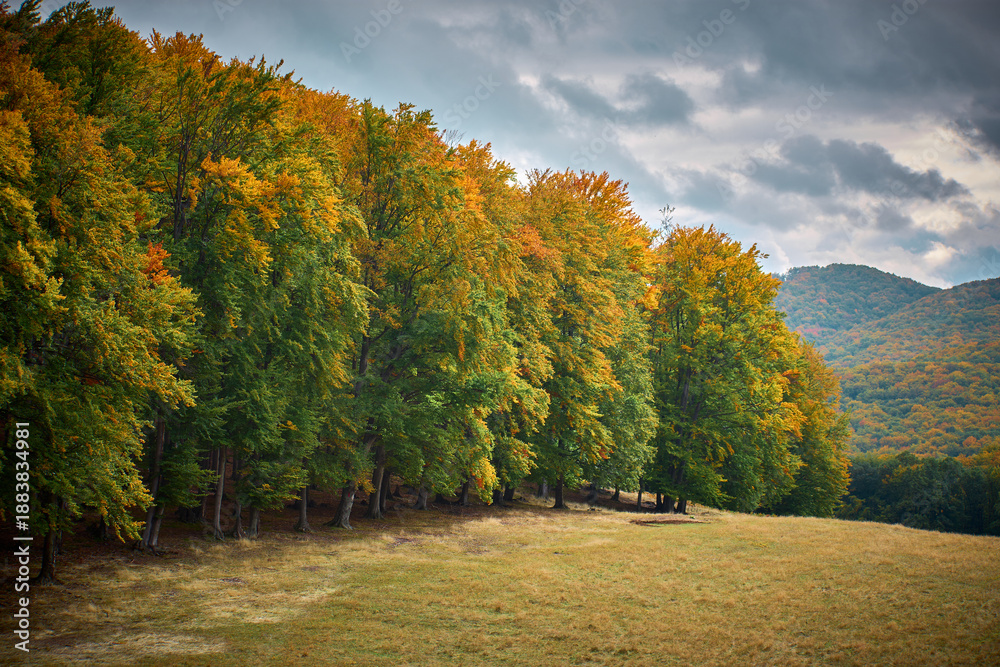 Obraz premium landscape with colorful autumn forest