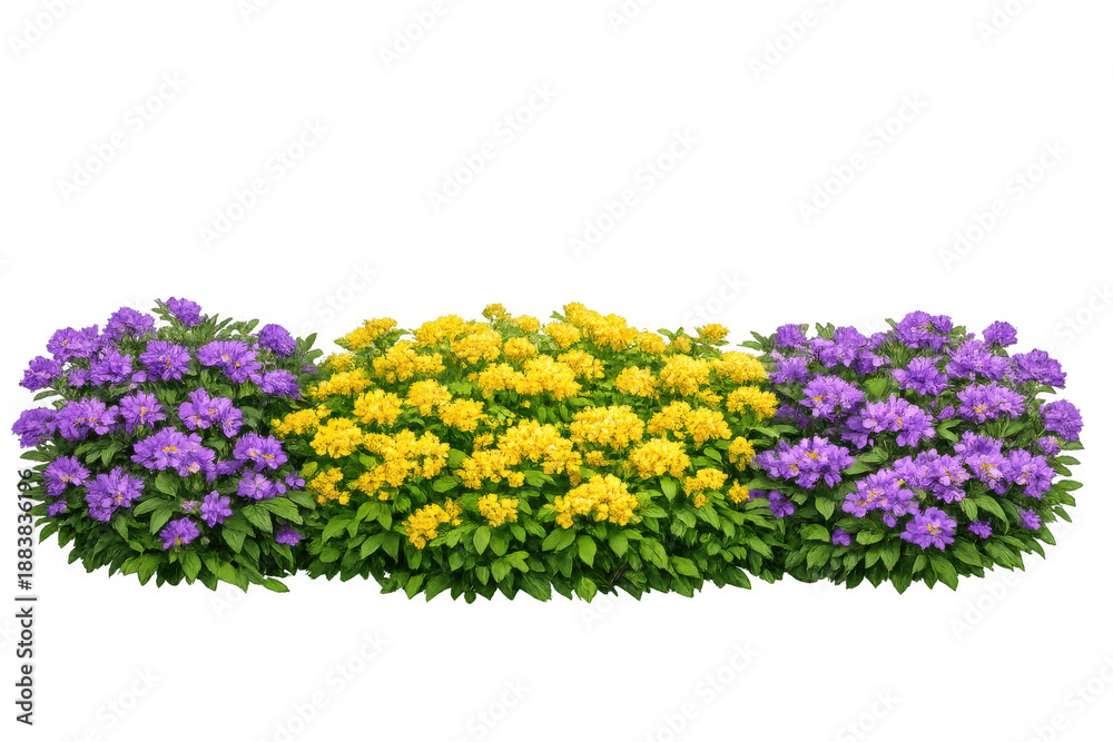 Fototapeta premium Vibrant purple and yellow flowering bushes with green leaves, creating a colorful garden border on transparent background