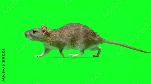 A small, brown common rat with a long tail is captured walking calmly from left to right on a vivid green screen.