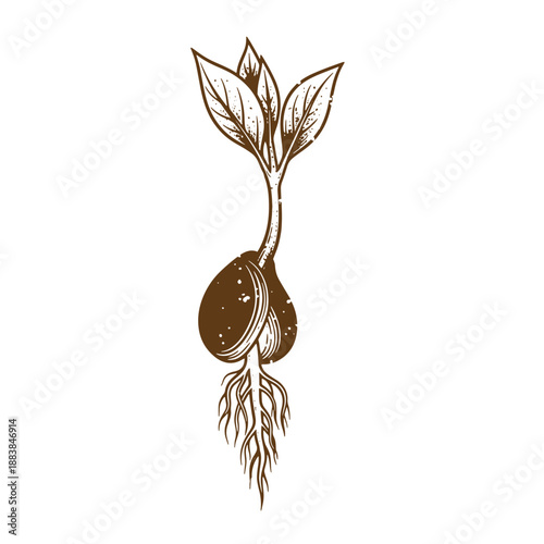 Drawing Vintage grunge  texture Brown onion sprout with roots and leaves growing isolated on white background