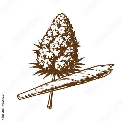 Drawing Vintage grunge  texture sepia drawing of cigar and cannabis bud on white background
