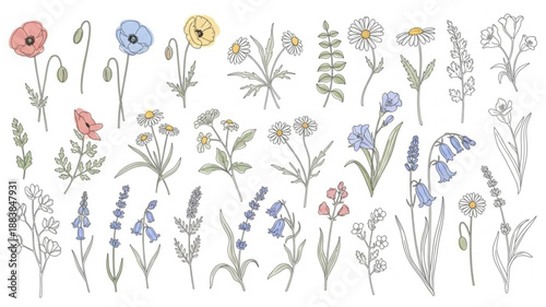 Collection of Delicate Wildflowers and Poppies Botanical Illustrations.