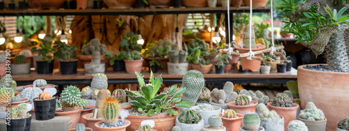Collection of various cactus and succulent plants in white ceramic pots on a wooden shelf in a bright greenhouse nursery. Small garden decoration and hobby lifestyle concept with soft focus.