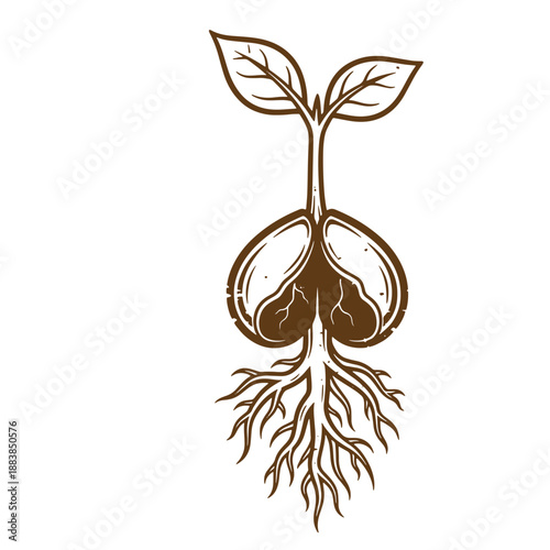 Drawing Vintage grunge  texture illustration of a plant sprout with roots and leaves growing from a seed