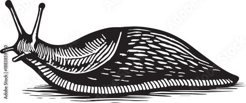 Snail vintage engraving black and white vector illustration
