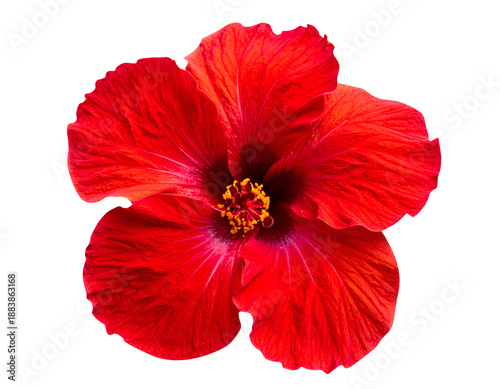 hibiscus flower head cutout of red no leaves isolated on transparent background.