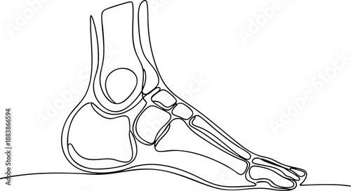 Human Foot Anatomy Continuous Line Art, Minimalist Bone Structure Diagram for Podology, Orthopedic, Physical Therapy Education, Health Awareness, Medical Clinic Graphics, and Podiatry Branding