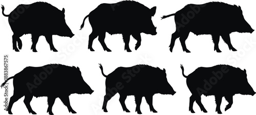 Wild boar silhouettes, walking poses, animal movement vector, wildlife anatomy study, cad drawing flat vector illustration, black graphic collection