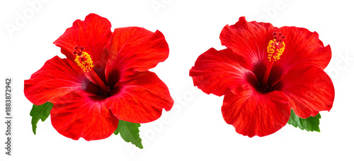 set  of two hibiscus flower head cutout, red flowers cut out isolated on transparent background