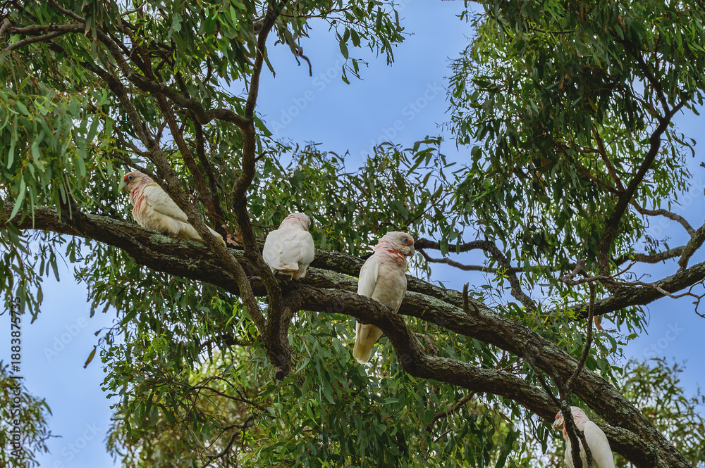 Fototapeta premium The photo was taken in the morning of December 2025 at the Australian Botanic Garden Mount Annan , showing people enjoying outdoor activities and leisure time.