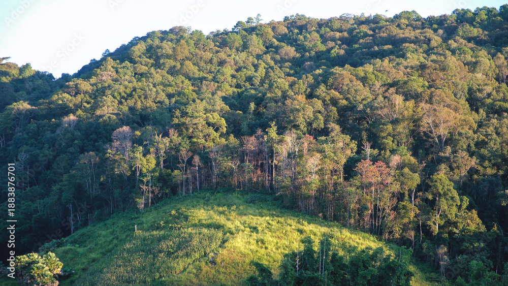 Fototapeta premium Landscape of the greenery forest and mountains