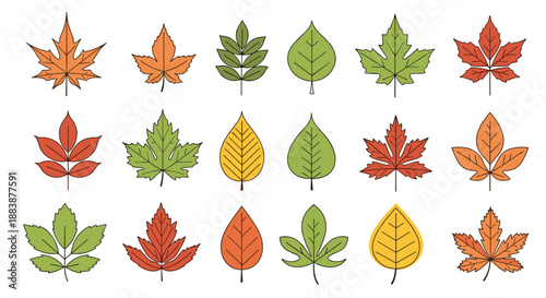 Variety of colorful autumn leaves including maple and oak species in shades of green, orange, red, and yellow.