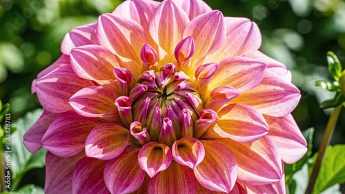 Pink and Yellow Dahlia Flower Closeup.