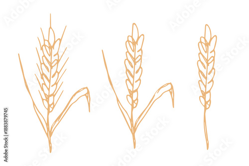 Set of hand drawn cereal wheat oat rye barley rice ears spikelet clipart Organic wheat bread agriculture farming harvest healthy food Single element for design print packaging label decor