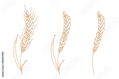 Set of hand drawn cereal wheat oat rye barley rice ears spikelet clipart Organic wheat bread agriculture farming harvest healthy food Single element for design print packaging label decor